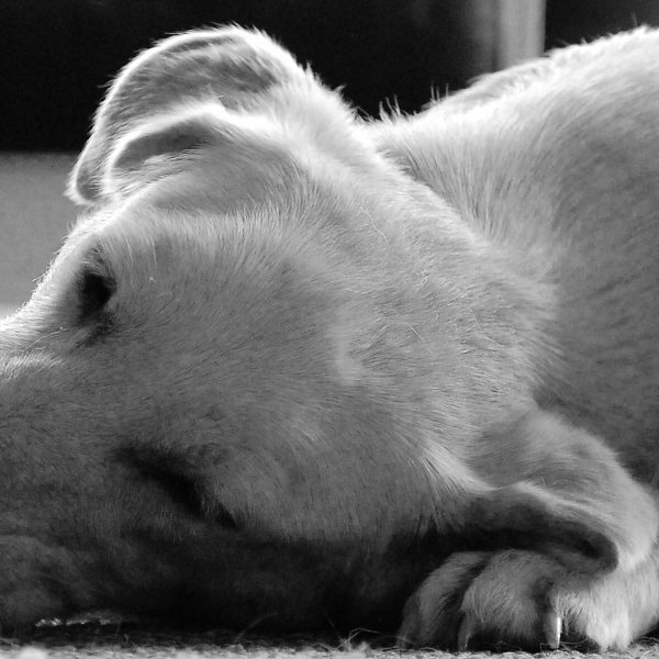 Sponsor zum Thema Tierschutz gesucht